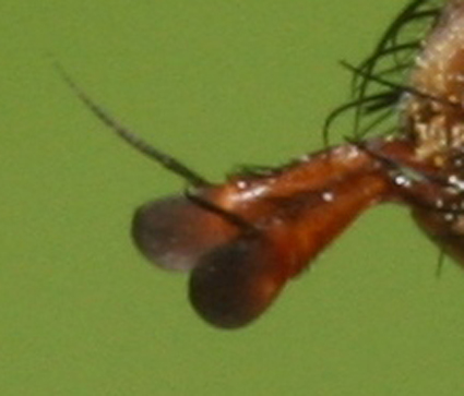 Tachina